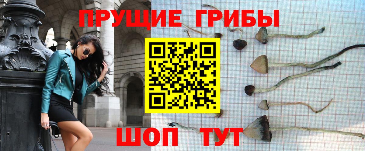 Псилоцибиновые грибы Cubensis Сегежа